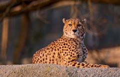 Gepard111111