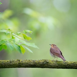 unknown - ����� ����, ������