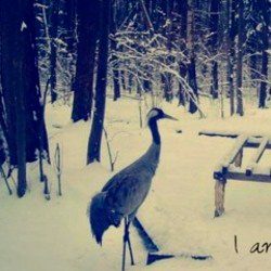 �������� ��� - ����������� (prod. anticøn)