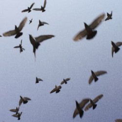 ������� & melancholydi - ����� ������