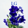 Cover Lali Gordzamashvili - ლურჯი იები-Blue Violets Lali Gordzamashvili - ლურჯი იები-Blue Violets