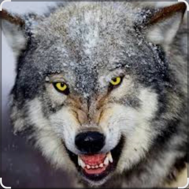  Ваня Barsik - Дивіться суки обережно