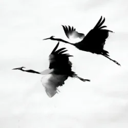 kavabanga Depo kolibri - ������