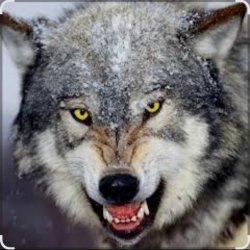 ������� ���� ��������