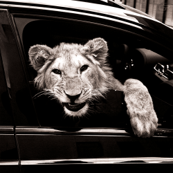 ��������� ����