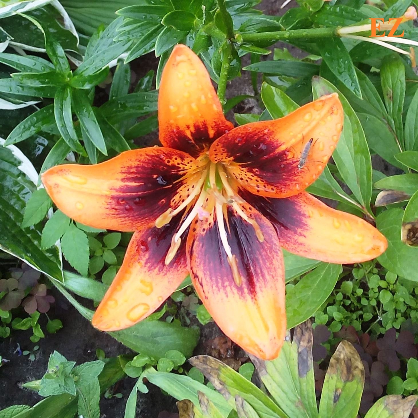 Cover EiZ - Выткался на озере алый свет зари