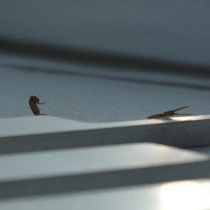  Skrillex & Young Miko - Duro