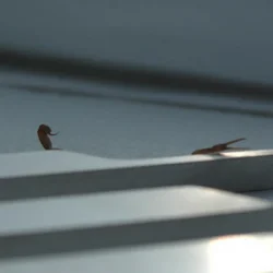 Skrillex & Young Miko - Duro