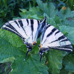 � �������