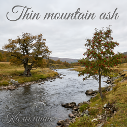 Калымщик - Thin mountain ash Калымщик - Thin mountain ash