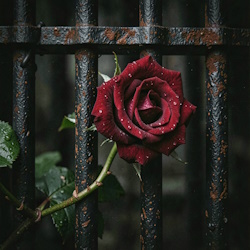  RJ Emerald Fire (Изумрудный огонь) - Prison of Love