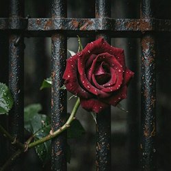 Обкладинка RJ Emerald Fire (Изумрудный огонь) - Prison of Love