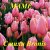 BRONIS AI - � �ͨ� �������� ����