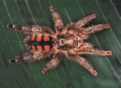 Avicularia Minatrix spider